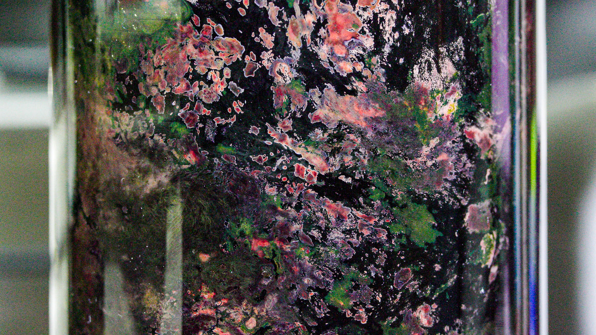 Winogradsky Column (video)